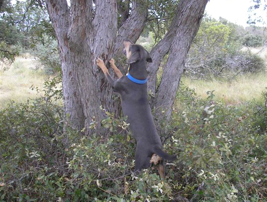Lacy Dog on a tree